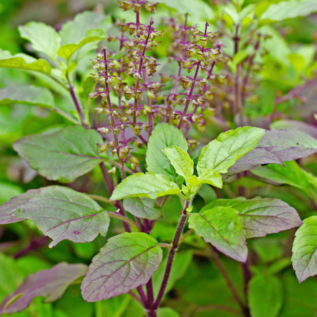 Ocimum tenuiflorum (Holy Basil or Tulsi)